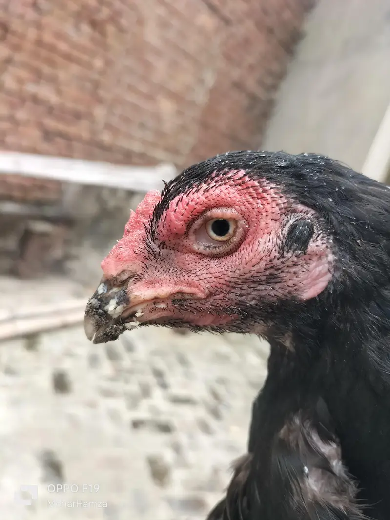 pure aseel breeed  quality Thai + pkoy hens — photo 8