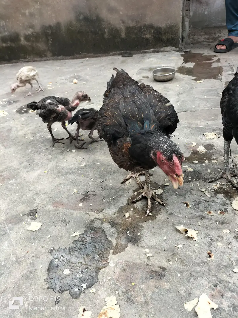 pure aseel breeed  quality Thai + pkoy hens — photo 9
