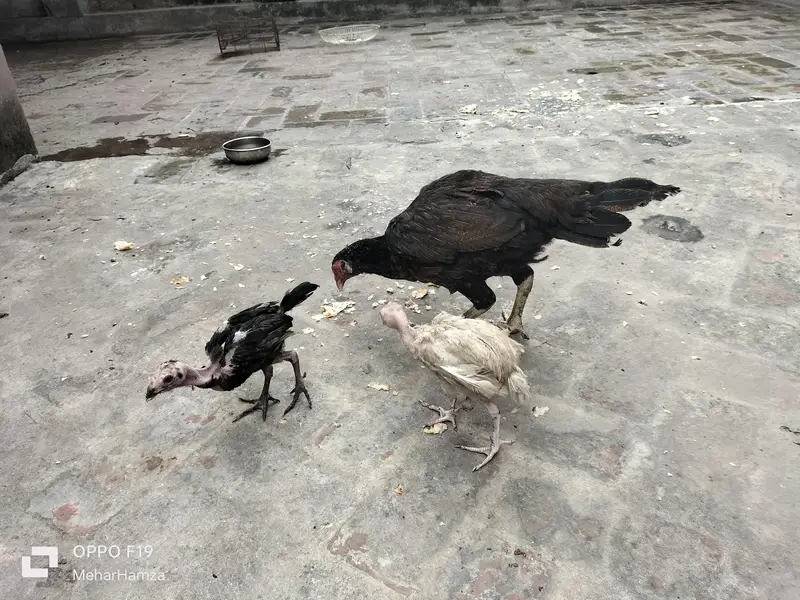 pure aseel breeed  quality Thai + pkoy hens — photo 10