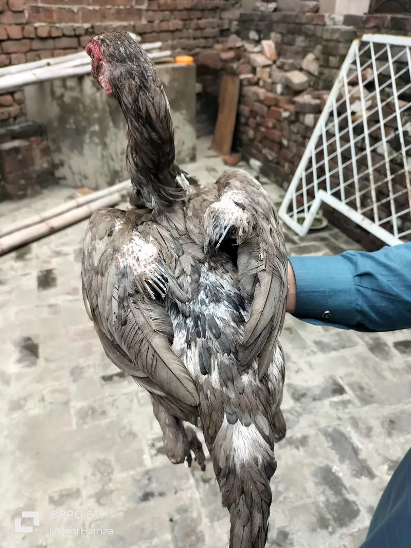 pure aseel breeed  quality Thai + pkoy hens — photo 11