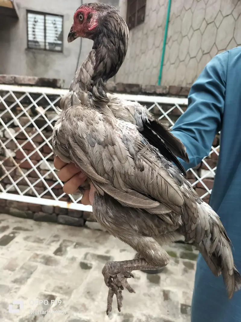 pure aseel breeed  quality Thai + pkoy hens — photo 12