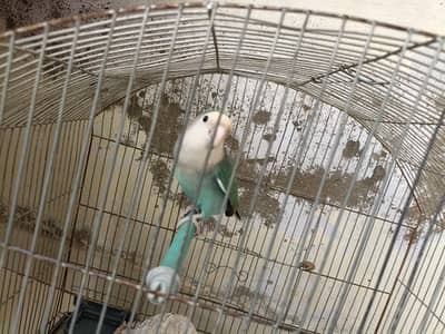 1 peice Albino parrot