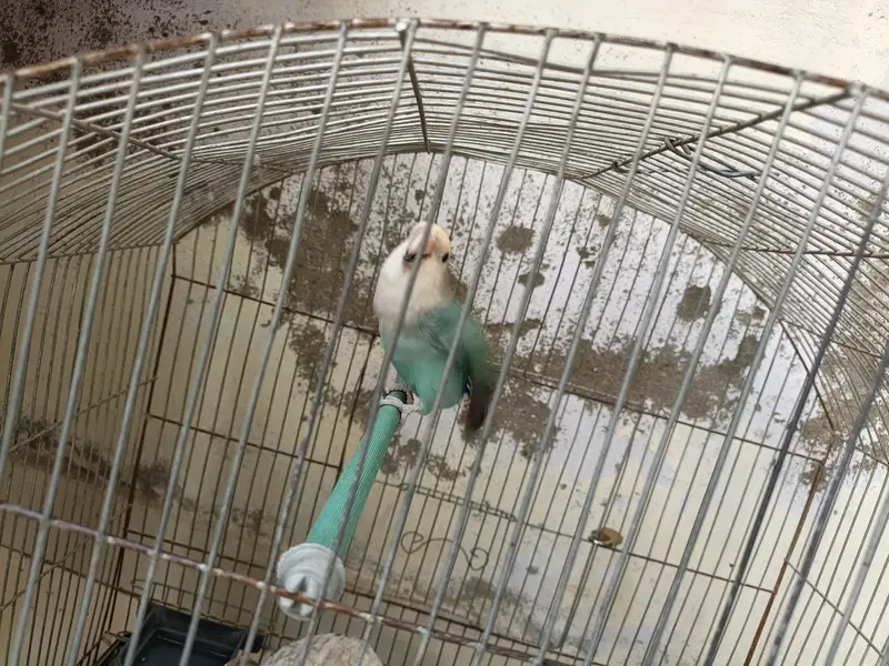 1 peice Albino parrot — photo 2