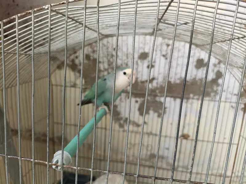 1 peice Albino parrot — photo 3