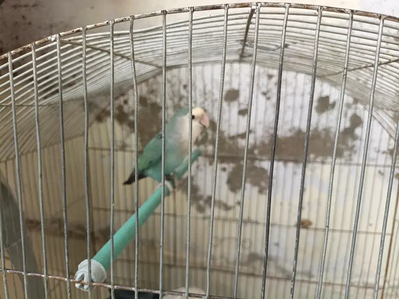 1 peice Albino parrot — photo 4