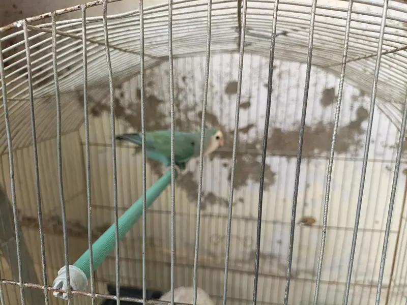 1 peice Albino parrot — photo 5