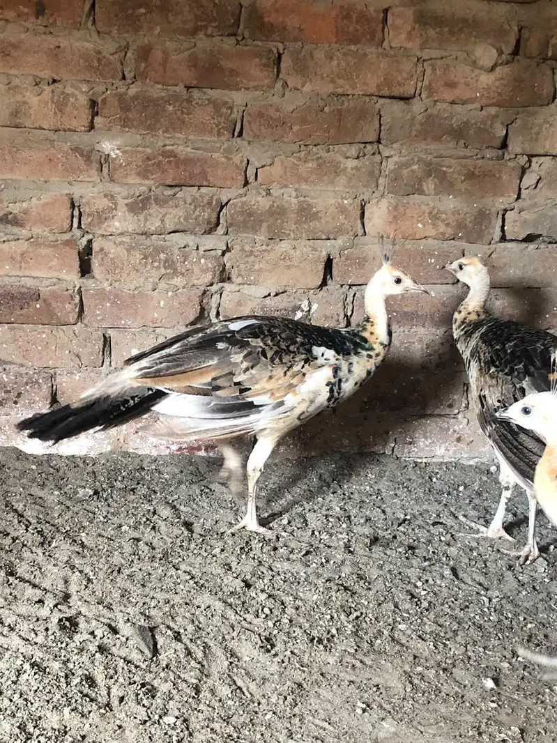 Peacocks  — photo 2