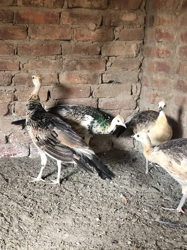 Peacocks  2