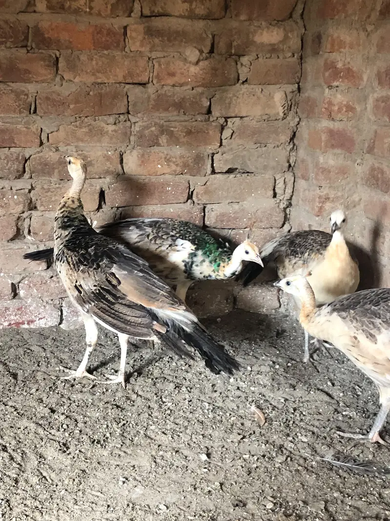 Peacocks  — photo 3