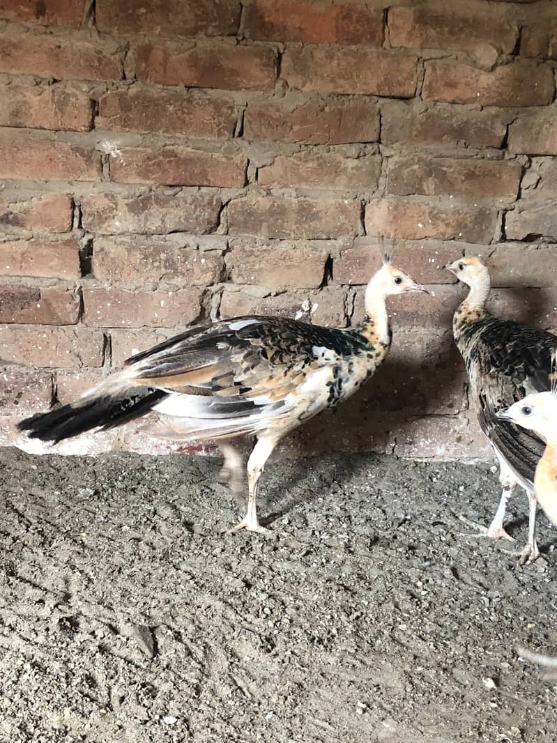Peacocks  3