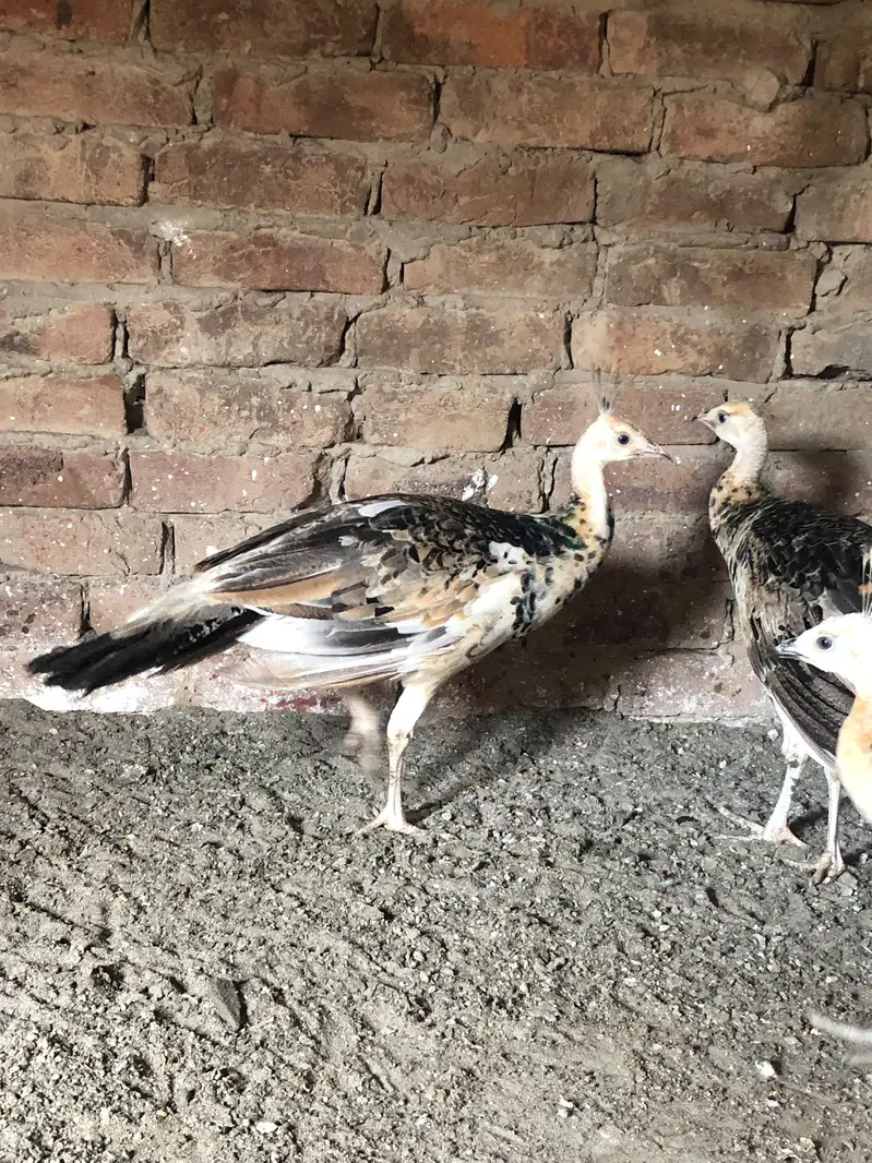 Peacocks  — photo 4
