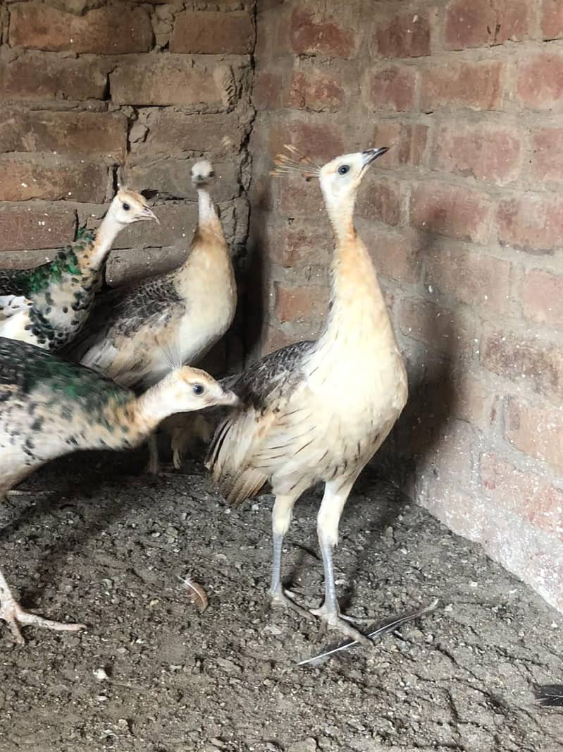 Peacocks  4