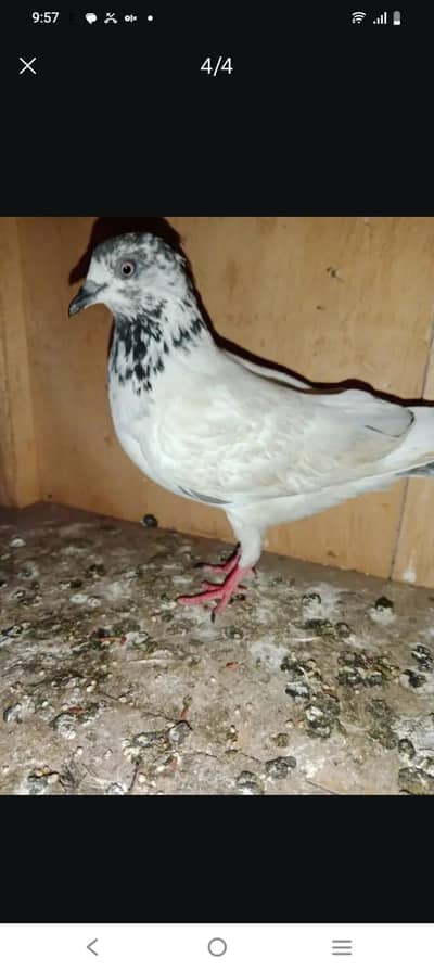 all pigeon 2500