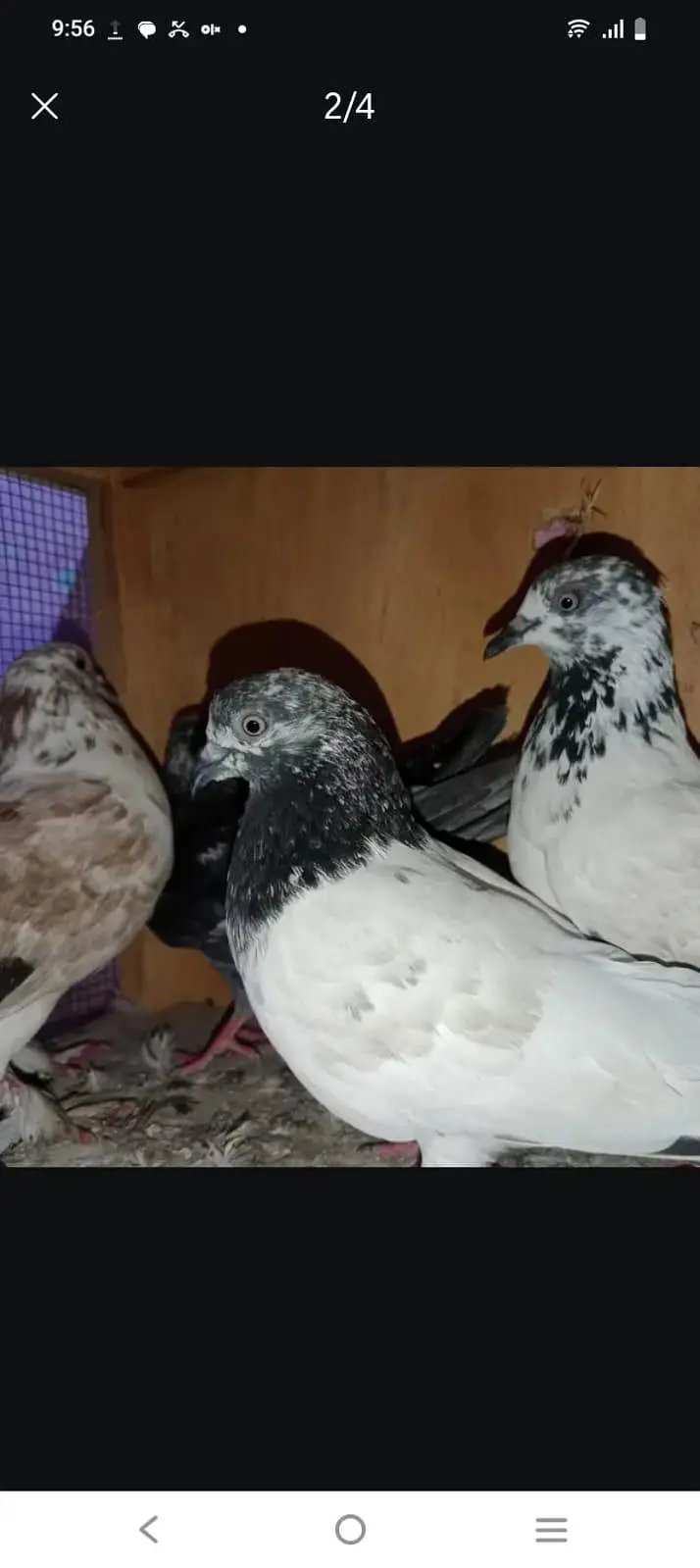 all pigeon 2500 — photo 2