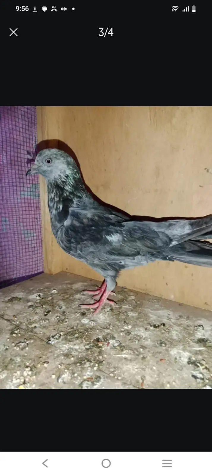 all pigeon 2500 — photo 3