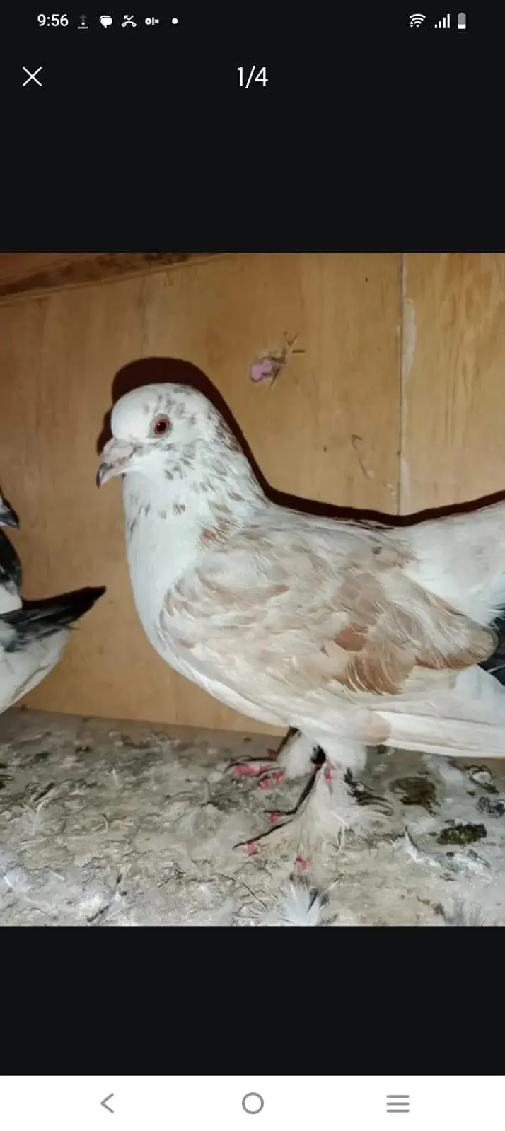 all pigeon 2500 — photo 4