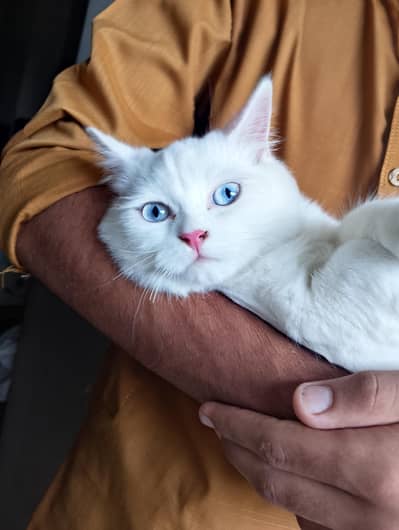 Male Persian Kitten