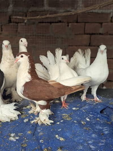 Sherazi pegion pair