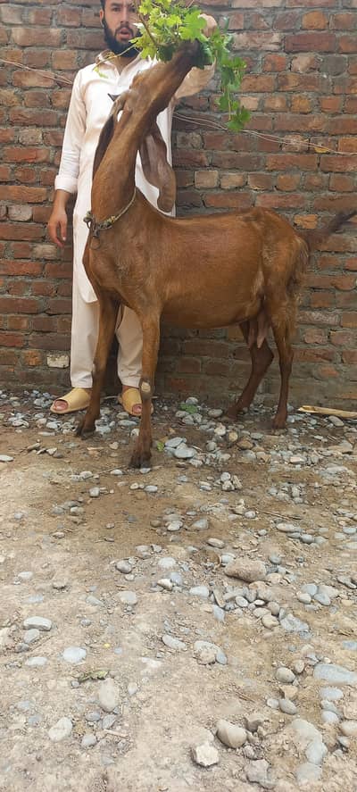 pragnant goat 20 days left with females path