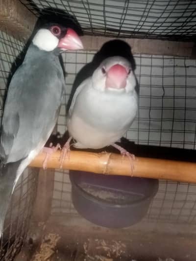 finch