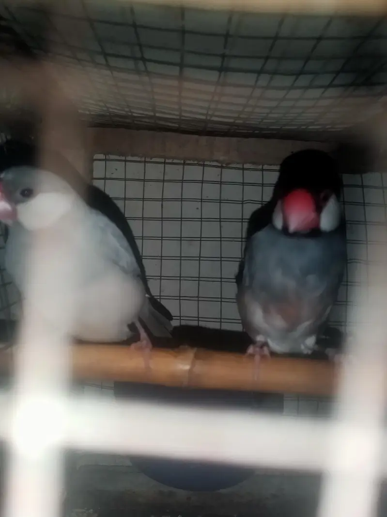 finch — photo 2