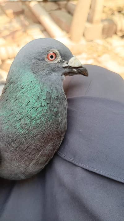 pigeons