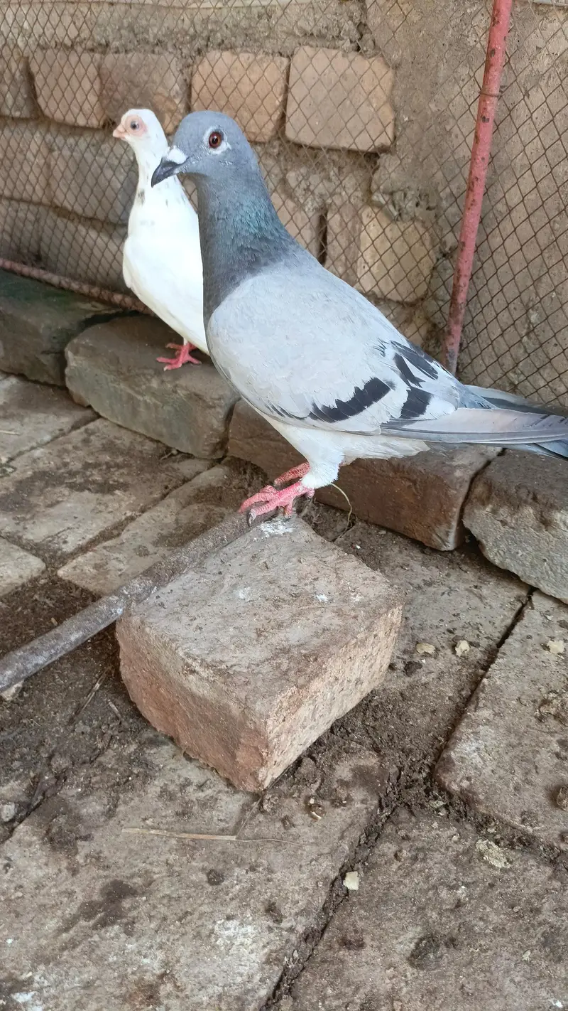 pigeons — photo 2