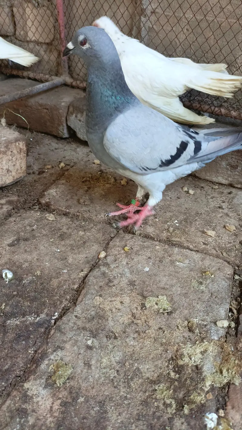 pigeons — photo 3