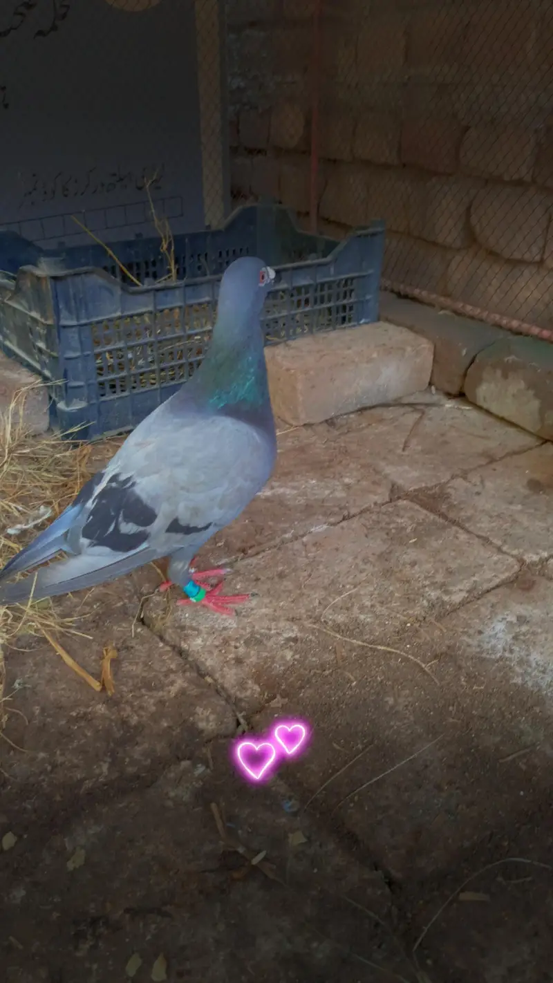 pigeons — photo 4