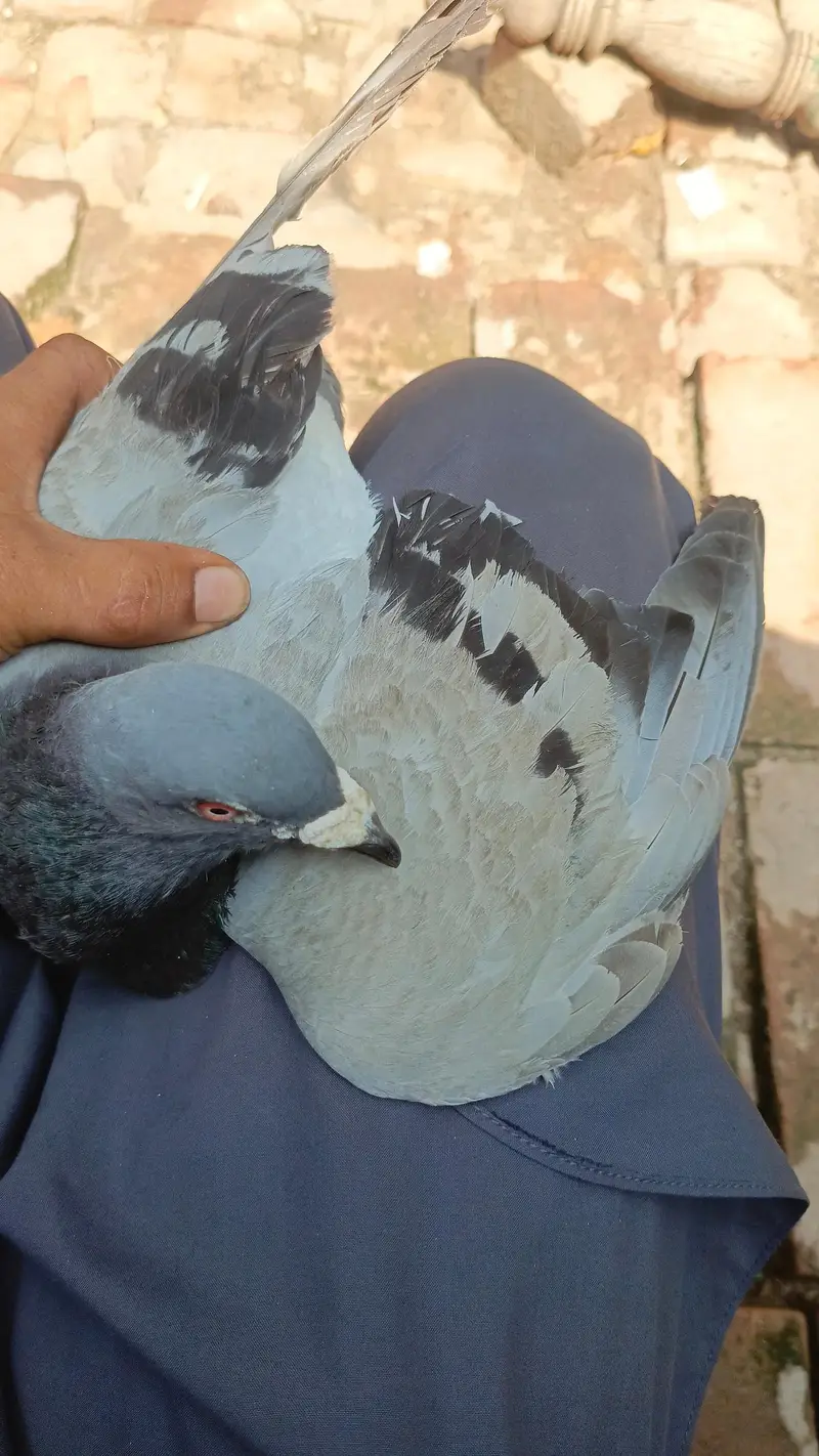 pigeons — photo 6