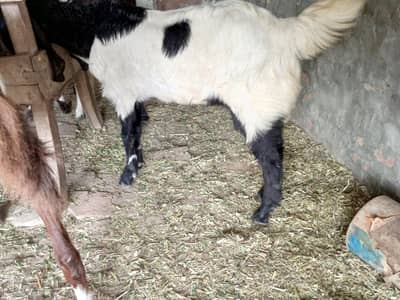 total 22 bakriyn bakry for sale hn or pregnant bakriy bi n bi hn