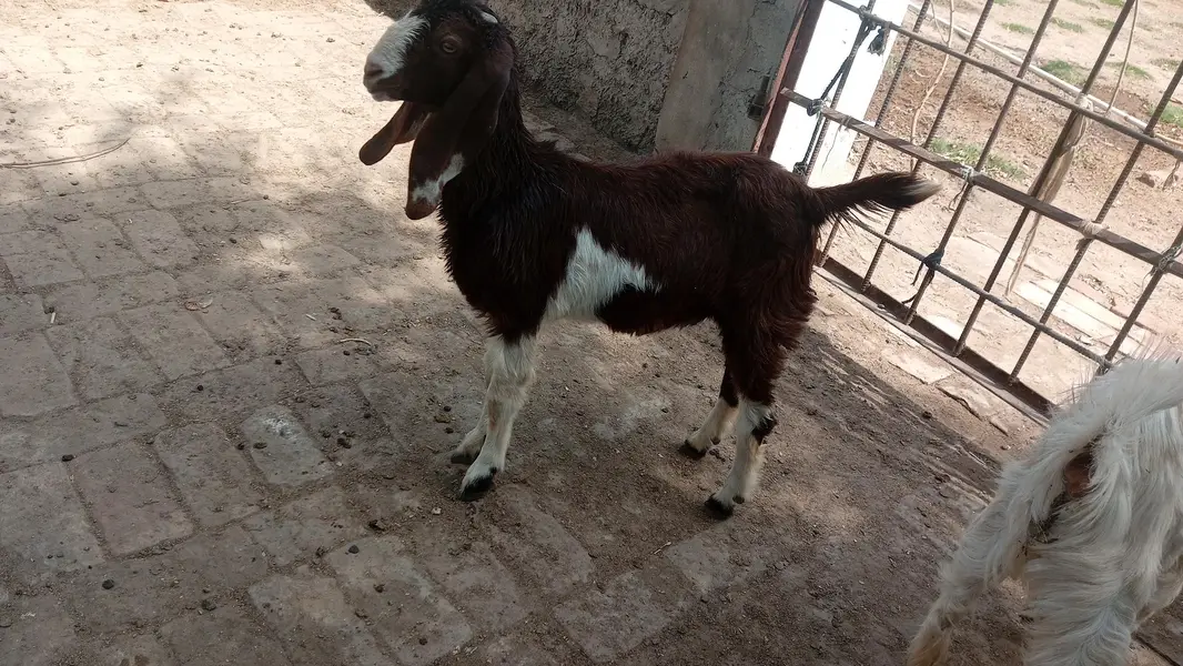 total 22 bakriyn bakry for sale hn or pregnant bakriy bi n bi hn — photo 2