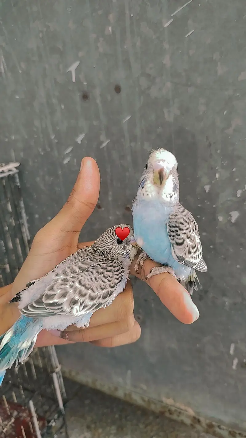 Handtamed Australian Budgies + Handtamed Cocktail Eno White Red Eye — photo 3