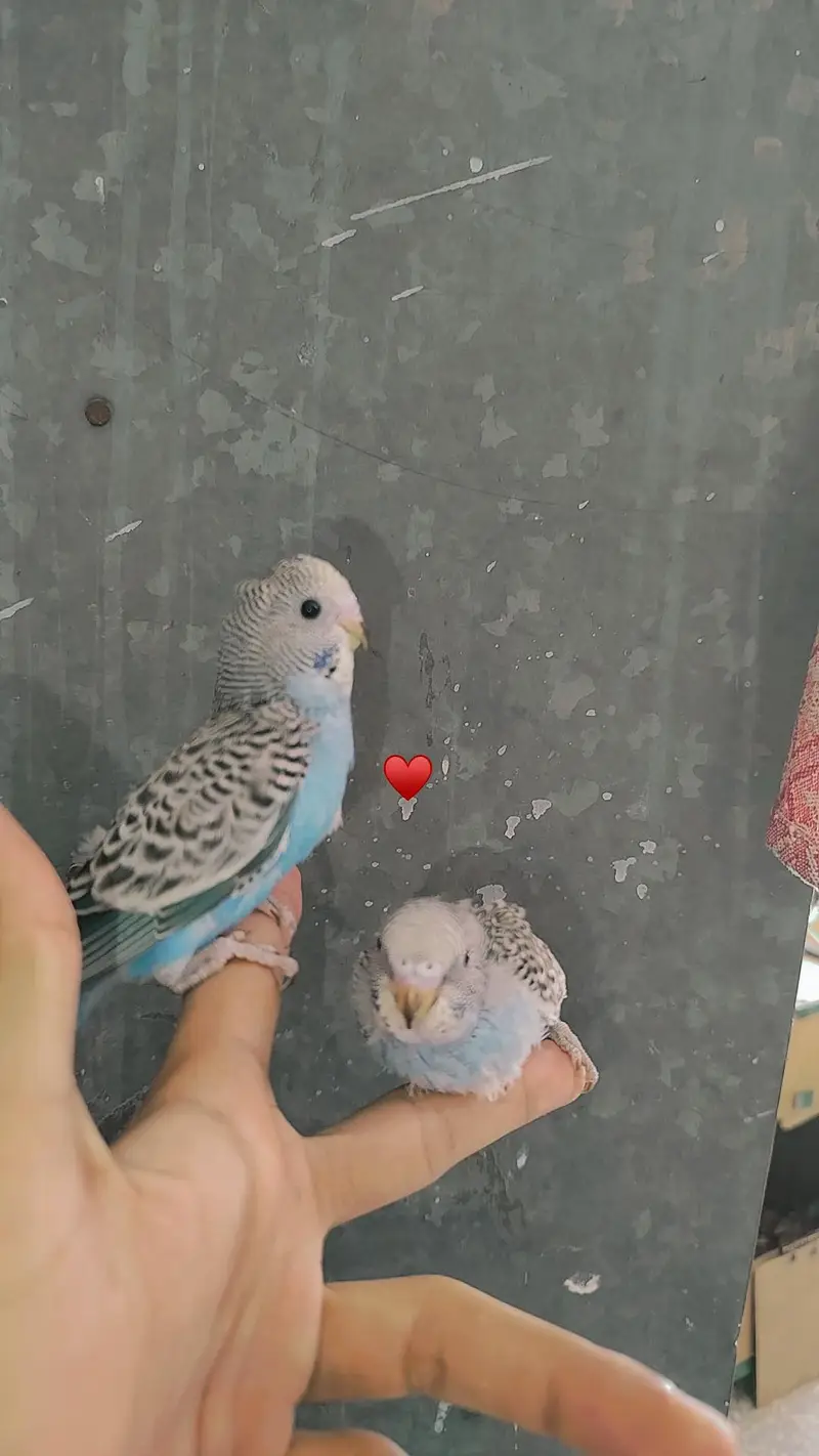 Handtamed Australian Budgies + Handtamed Cocktail Eno White Red Eye — photo 4