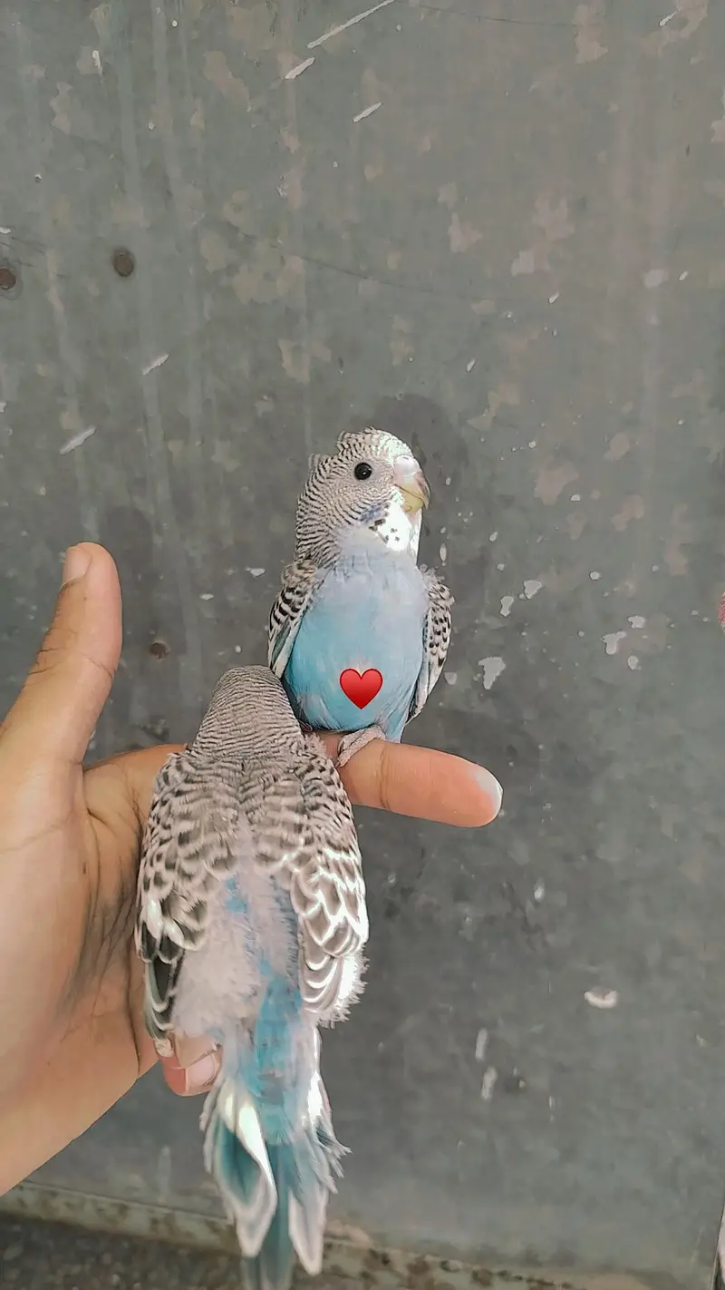 Handtamed Australian Budgies + Handtamed Cocktail Eno White Red Eye — photo 5