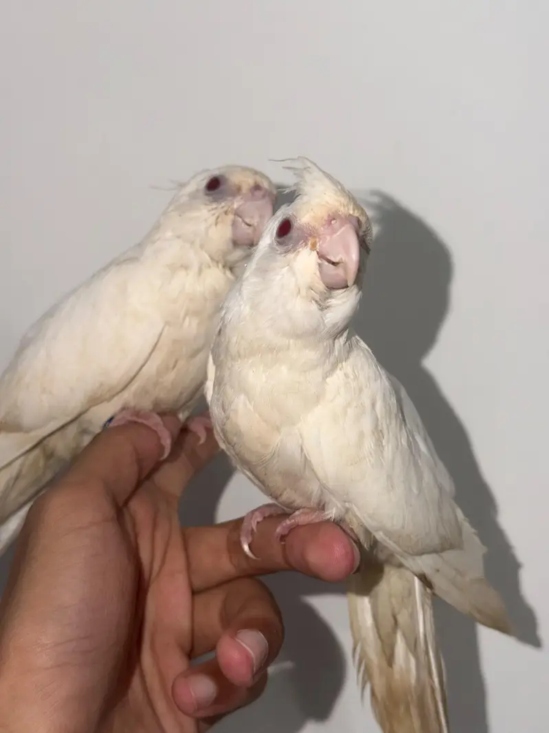Handtamed Australian Budgies + Handtamed Cocktail Eno White Red Eye — photo 7