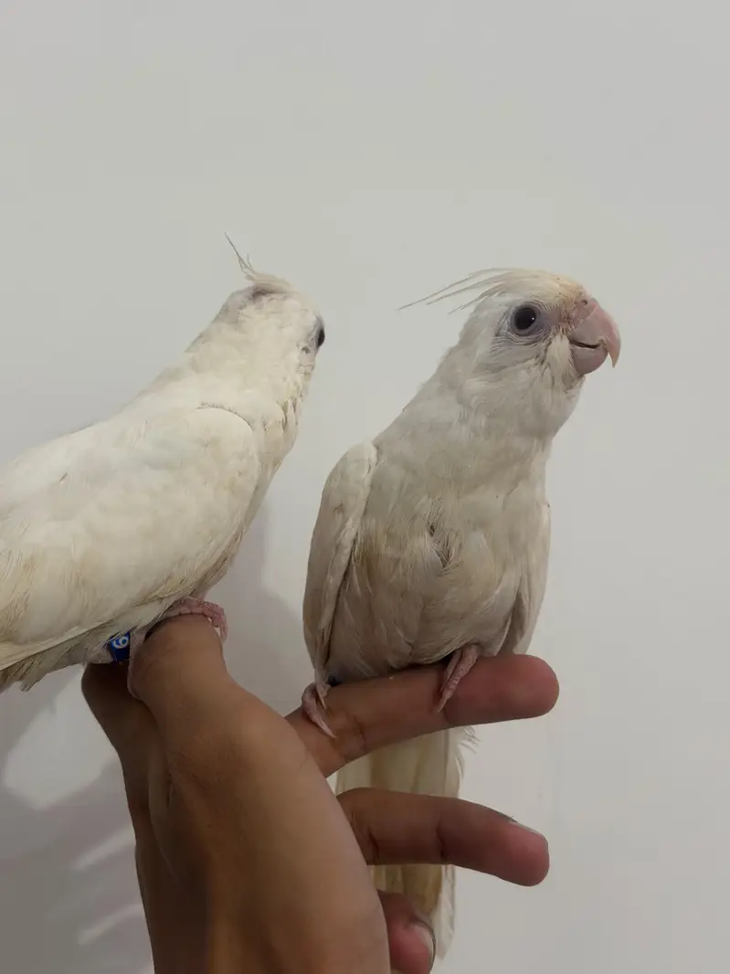 Handtamed Australian Budgies + Handtamed Cocktail Eno White Red Eye — photo 8