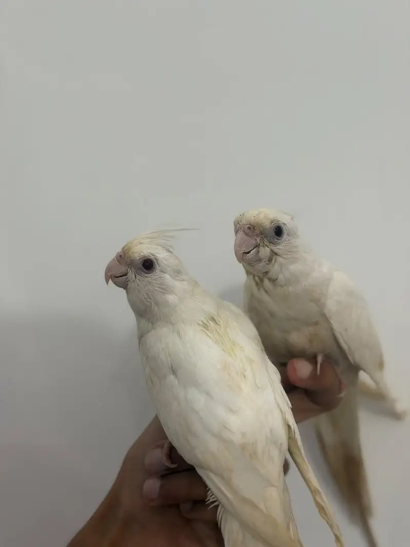 Handtamed Australian Budgies + Handtamed Cocktail Eno White Red Eye — photo 9