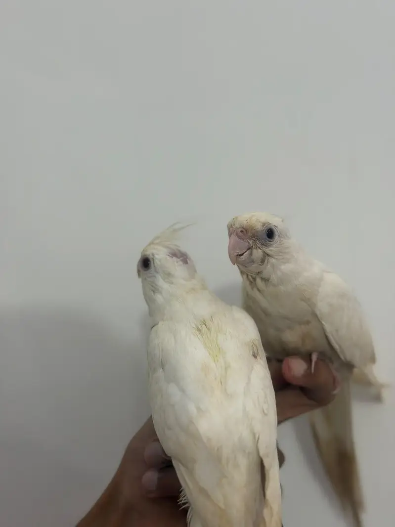 Handtamed Australian Budgies + Handtamed Cocktail Eno White Red Eye — photo 10