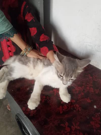 Home baride hai