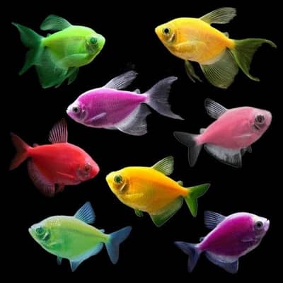 Glow Tetra, angel fish, ballon molly, red platty, light