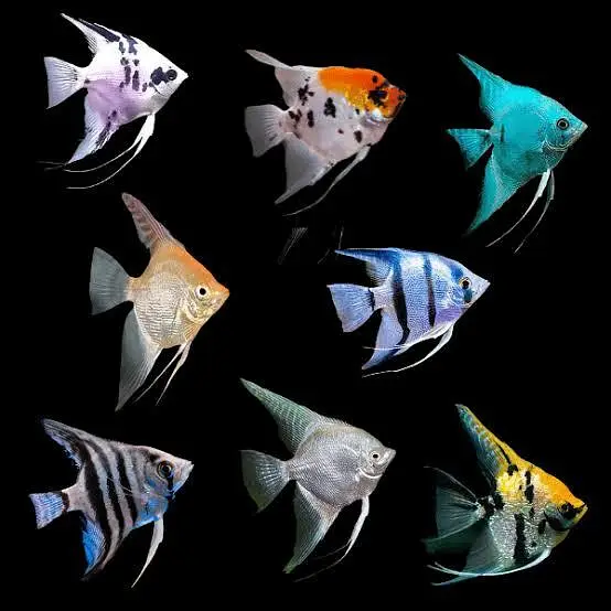 Glow Tetra, angel fish, ballon molly, red platty, light — photo 2