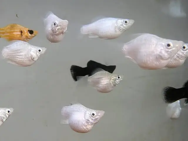 Glow Tetra, angel fish, ballon molly, red platty, light — photo 3