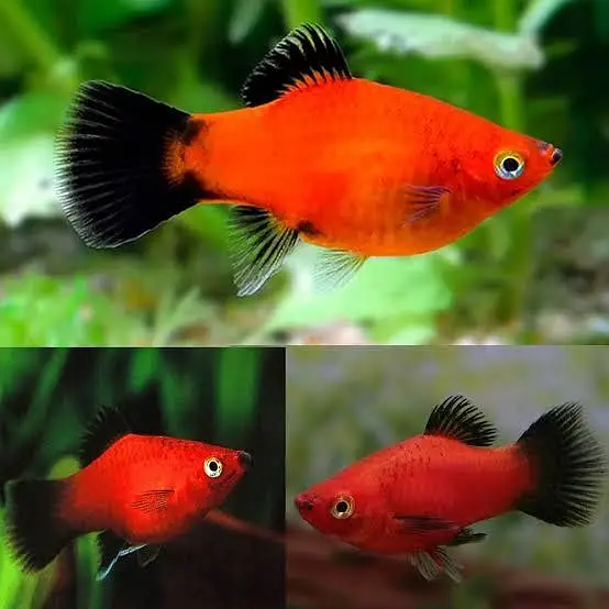 Glow Tetra, angel fish, ballon molly, red platty, light — photo 4