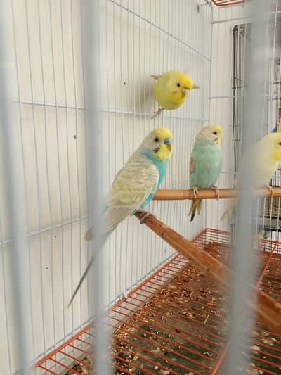Budgies Cocktail Finch Jawa love birds available