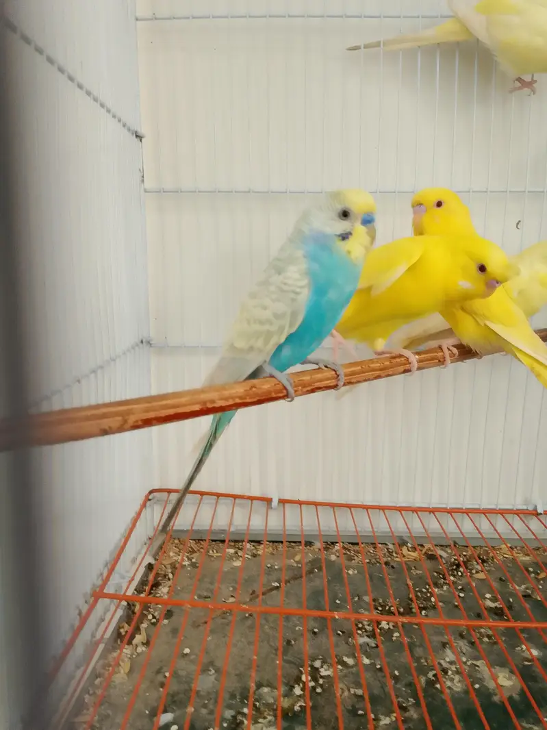 Budgies Cocktail Finch Jawa love birds available — photo 2
