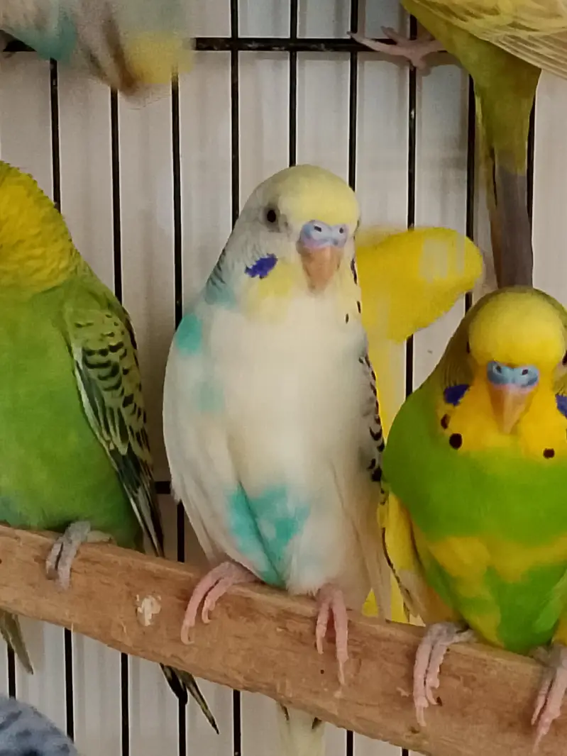 Budgies Cocktail Finch Jawa love birds available — photo 3