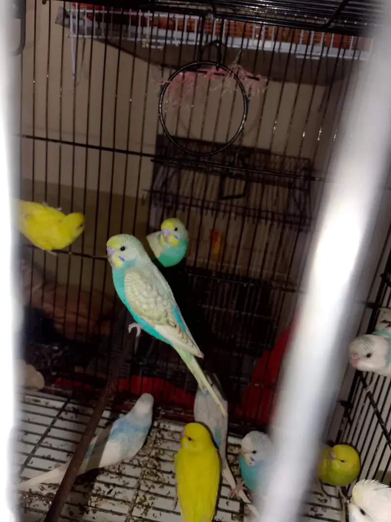 Budgies Cocktail Finch Jawa love birds available — photo 4