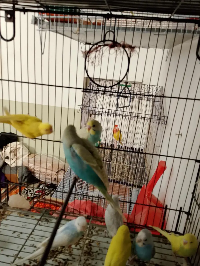 Budgies Cocktail Finch Jawa love birds available — photo 5