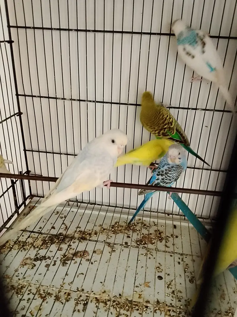 Budgies Cocktail Finch Jawa love birds available — photo 6